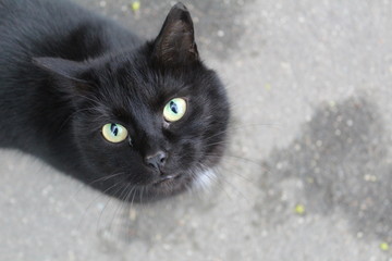 smart look black cat on the street 
