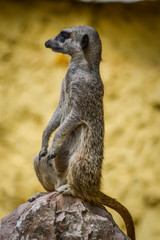 Cute Meerkat standing up on a rock and looking around - Suricata suricatta
