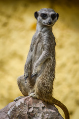 Cute Meerkat standing up on a rock and looking around - Suricata suricatta