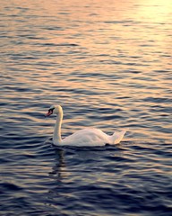 swan at sunset