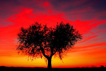 heart-shaped olive tree during sunset