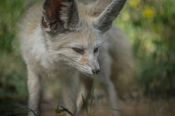 Naklejka na ściany i meble Portrait of a little Fennec fox standing in the grass (Vulpes zerda). Wild life animal.