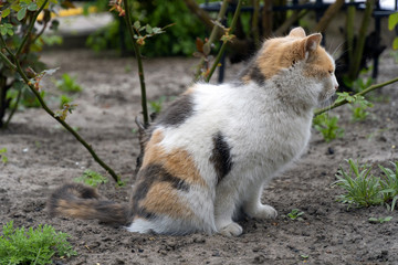 Naklejka na ściany i meble A cat uses the soil in the garden as a cat toilet, cat defecates in the garden