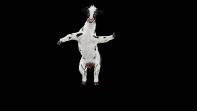 Cow Dance CG fur 3d rendering animal realistic CGI VFX Animation Loop  composition 3d mapping cartoon, with Alpha matte