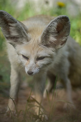 Portrait of a little Fennec fox standing in the grass (Vulpes zerda). Wild life animal.