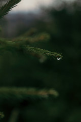 Water drop on the wood