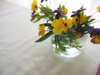 ガラス瓶に飾られたカラフルなビオラの花