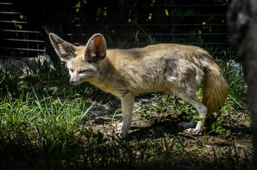 Photo of a little Fennec fox standing in the grass in a ray of light. (Vulpes zerda). Wild life animal.