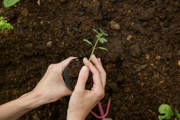 Working in the organic vegetable garden, taking care of young seedlings and transplanting young plants into the garden soil.