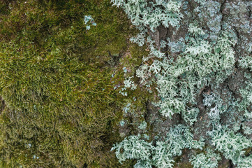 tree trunk in small and large moss