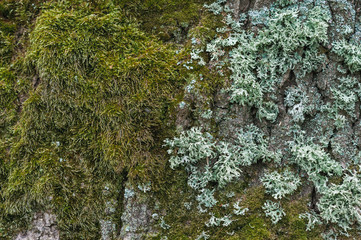 tree trunk in small and large moss