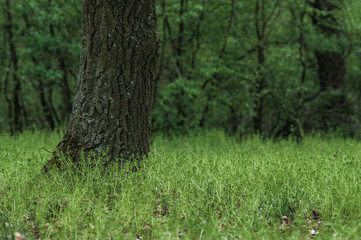 tree trunk and grass in a forest landscape