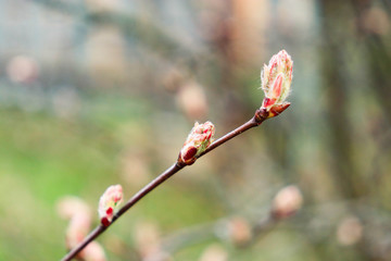 buds on a tree. spring beauty. nature