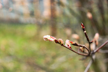 buds on a tree. spring beauty. nature