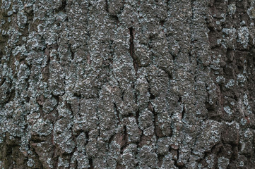 tree trunk in small and large moss