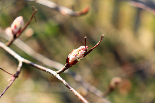 buds on a tree. spring beauty. nature