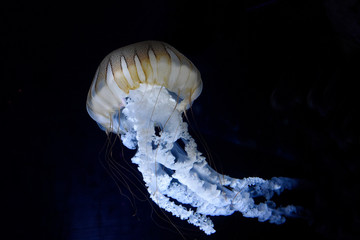 meduza kompasowa chrysaora - 345974521