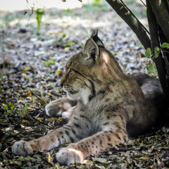 Portrait of a beautiful and majestic lynx resting on the shadow.