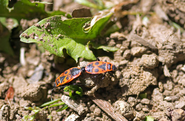 Gemeine Feuerwanzen bei der Paarung