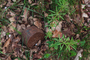 rusty can in forest soil
