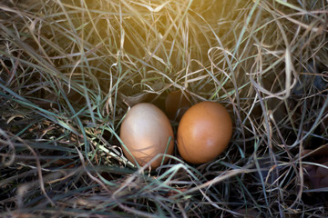 Chicken eggs on hay are waiting for Easter. Fresh egg on grass