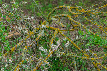 dry dead branch on a background of a blossoming tree