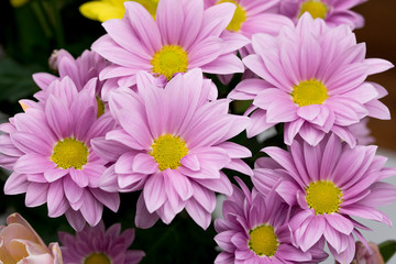 oxeye daisy flower (Leucanthemum vulgare)