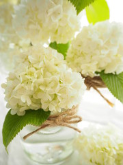 ガラス瓶に飾られた白いオオデマリの花