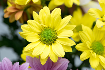 oxeye daisy flower (Leucanthemum vulgare)