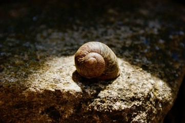 Snail in a pool of sunlight