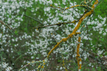 dry dead branch on a background of a blossoming tree