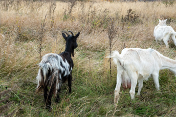 Fototapeta premium A small herd of domestic goats graze among the steppe tall grass.