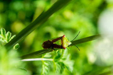A adult form hawthorn shield bug Acanthosoma haemorrhoidale on a stem of cowparsley in a hedgerow