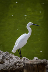 Little Egret standing by the water, looking for food - Egretta garzetta