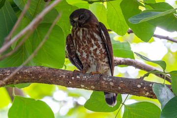 Brown hawk-owl (Ninox scutulata) also known as The Brown Boobook perched on branch in the jungle of Thailand, Predator bird.
