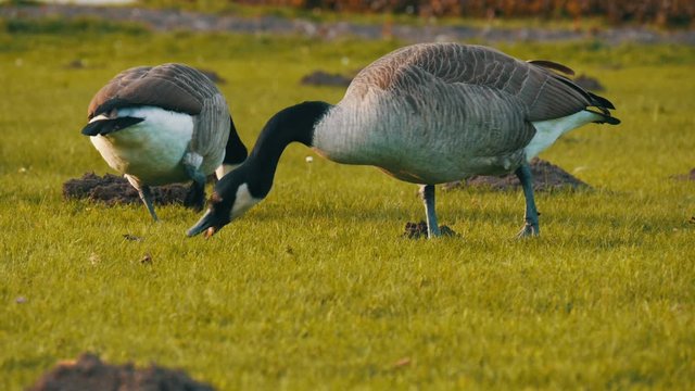 Beautiful purebred black and white canadian geese graze on a green meadow in the park