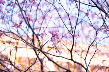 Tabebuia rosea pink flower in garden.
