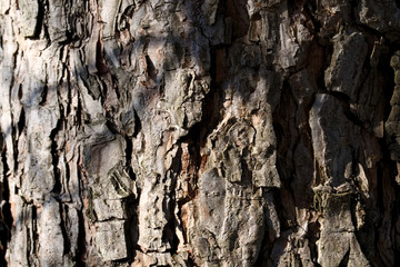 spruce bark texture, copy space