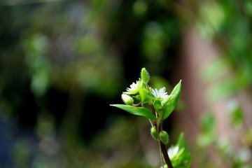 a flower bud on a blurred background, a copy of space