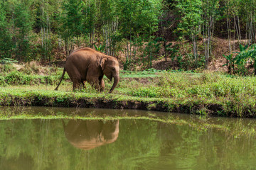 Fototapeta premium Cute baby elephant calf near the swamp water at Chiang Mai, Thailand, Small elephant in forest