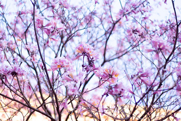Tabebuia rosea pink flower in garden.