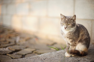 Naklejka na ściany i meble Tricolor ash cat sitting on the stone floor outdoors