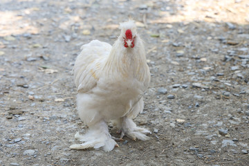 The white  Silky Chicken is cute and beautiful hen in garden at thailand