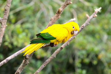 Yellow parrot on a tree, bird in natural landscape
