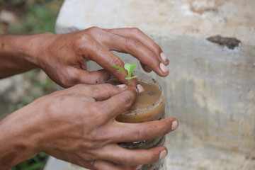 Process of preparation and transplanting seedlings to the garden soil