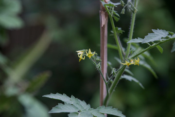 Organic vegetable garden, young tomato plants close up view