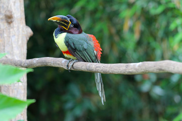 Toucan perched on a branch, bird in natural landscape