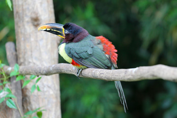 Toucan perched on a branch, bird in natural landscape