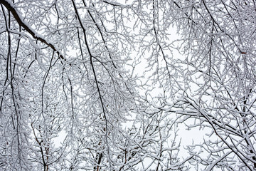trees in snow