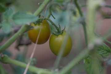 Tomato plants in the organic vegetable greenhouse. Tomatoes ripening on the vine.